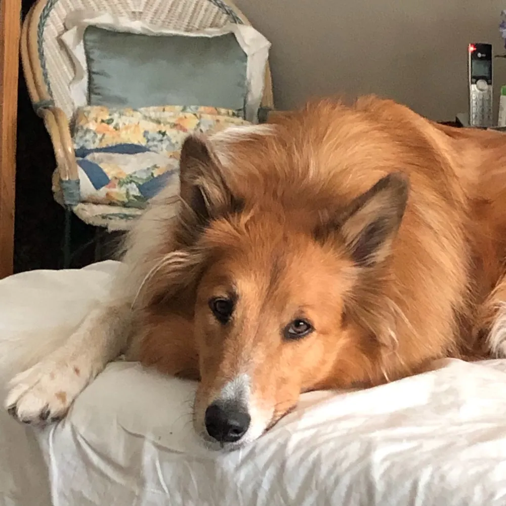 goldensheepdog.bsky.social's profile picture