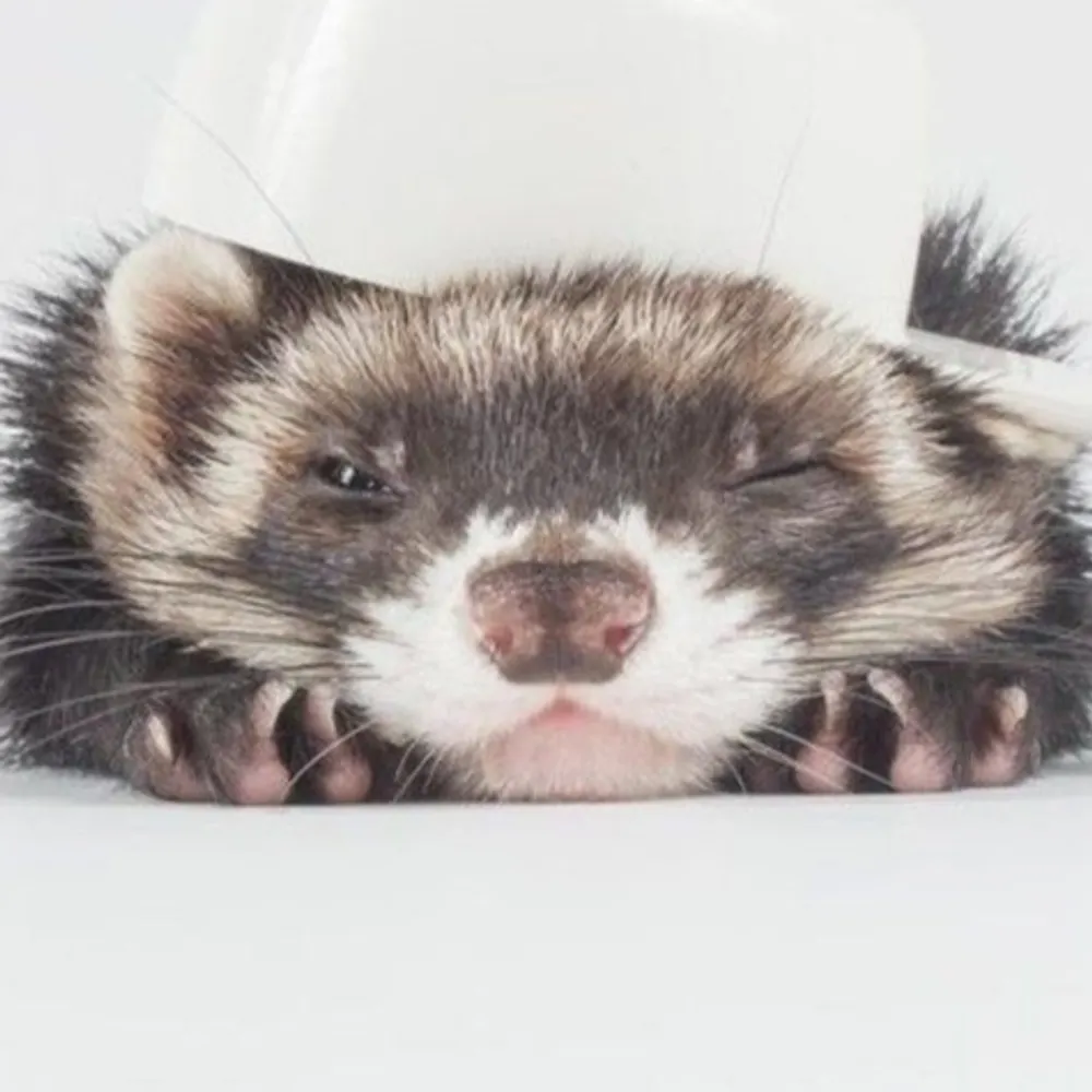 snofitzroy.bsky.social's profile picture