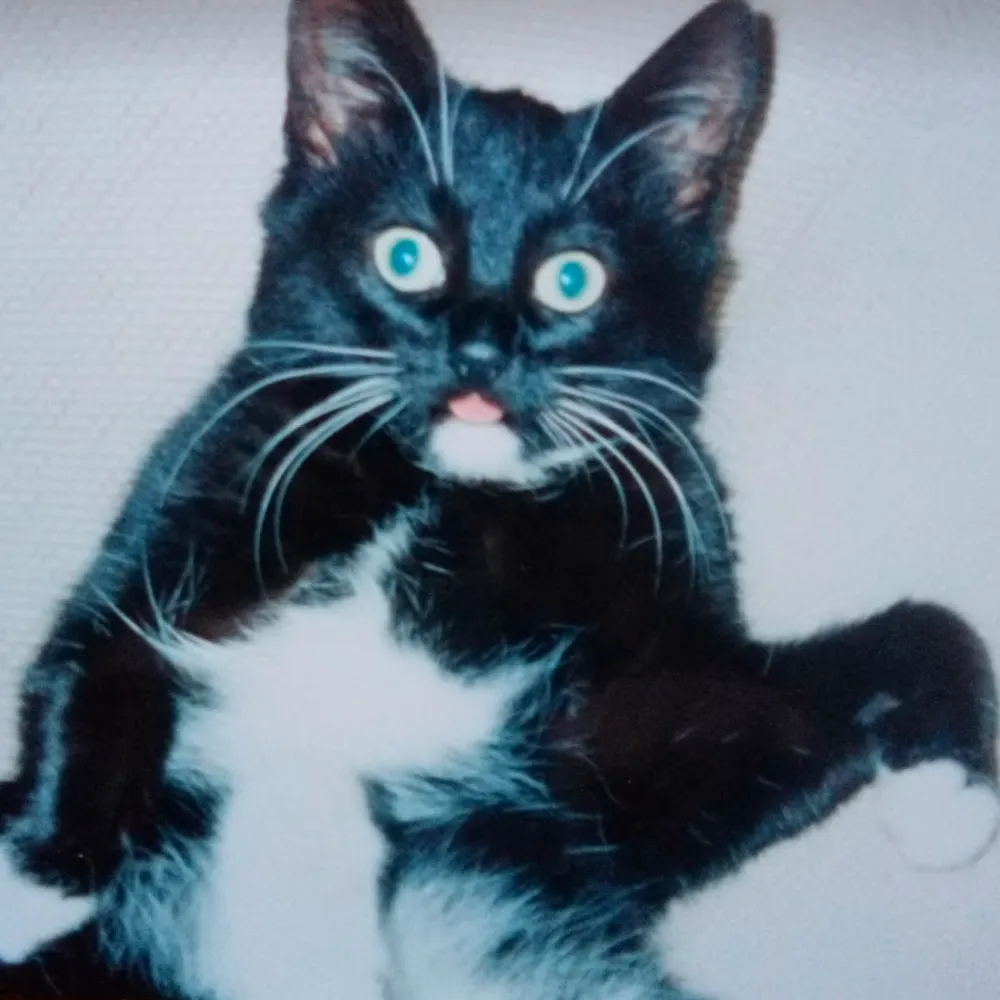 lillmagill.bsky.social's profile picture