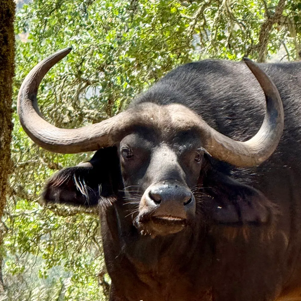 rubizza.bsky.social's profile picture