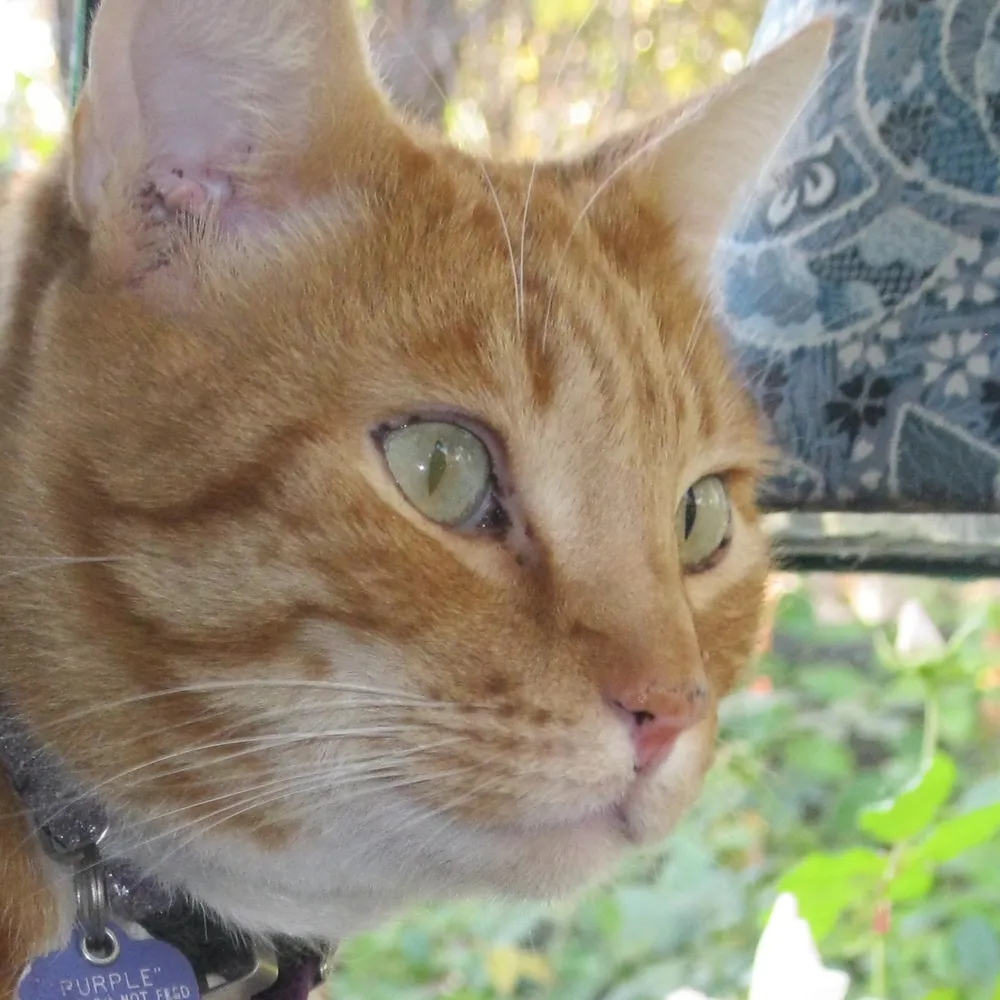 serenabusterina.bsky.social's profile picture