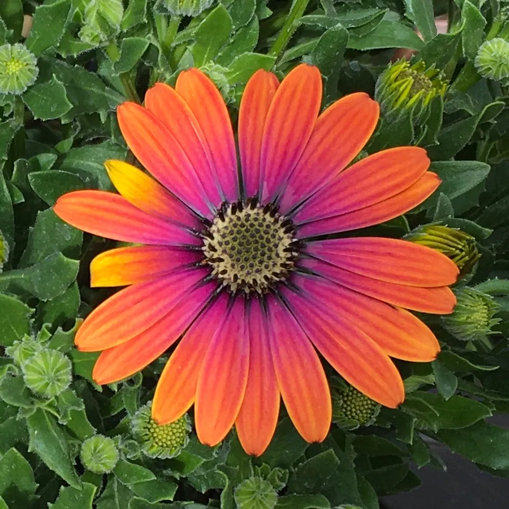 almostamber.bsky.social's profile picture