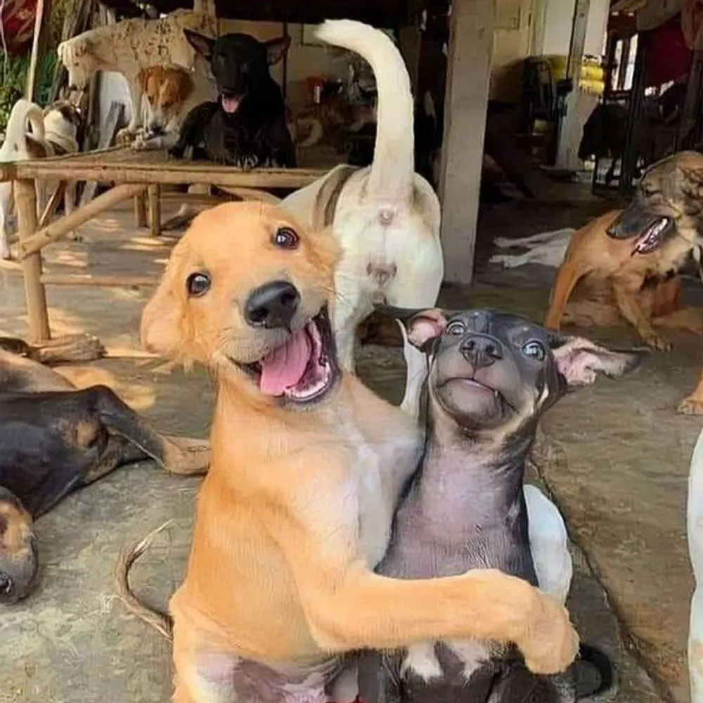 plutodog.org's profile picture