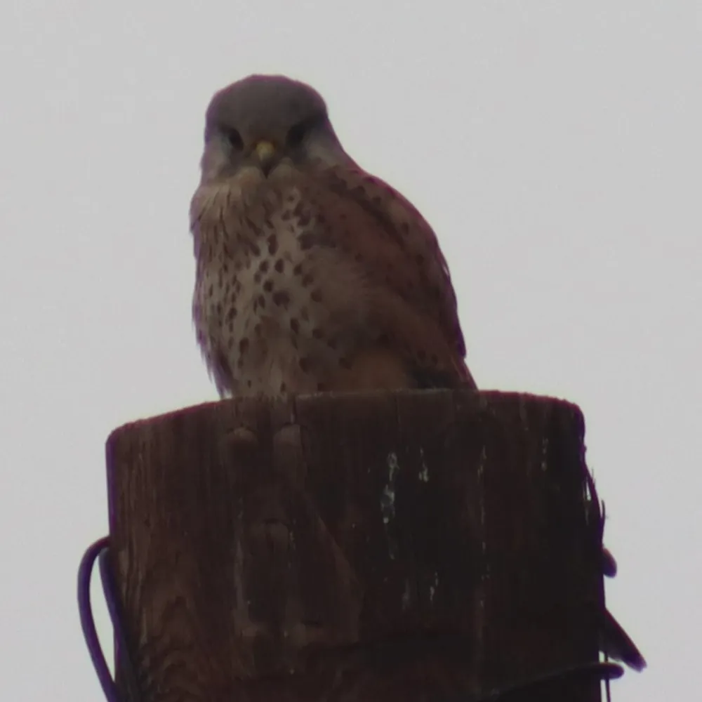 samsamsamsamsam.bsky.social's profile picture