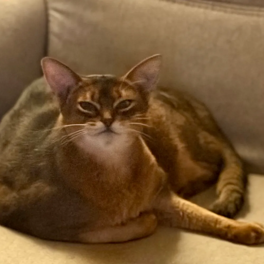 bangsren.bsky.social's profile picture