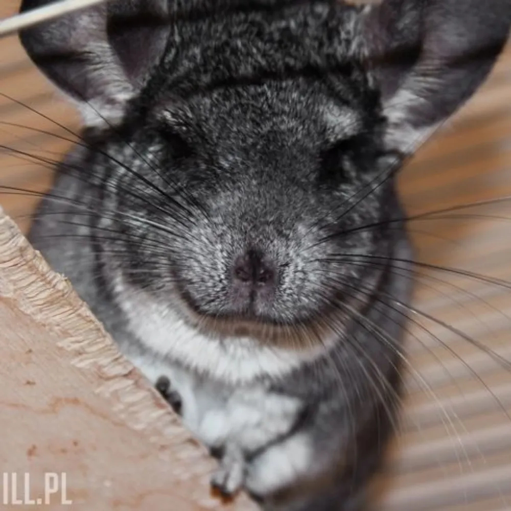 unchill-chinchilla.bsky.social's profile picture