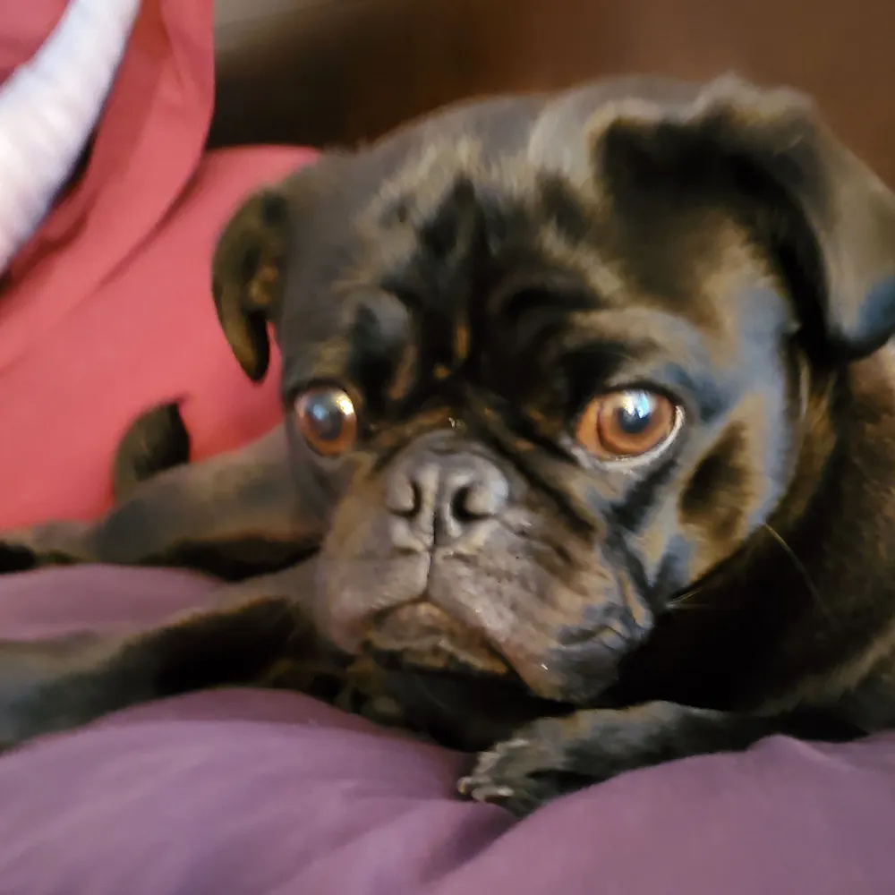 porkchopespresso.bsky.social's profile picture