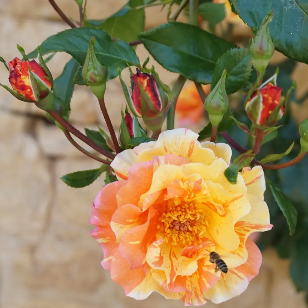 coopgrl.bsky.social's profile picture