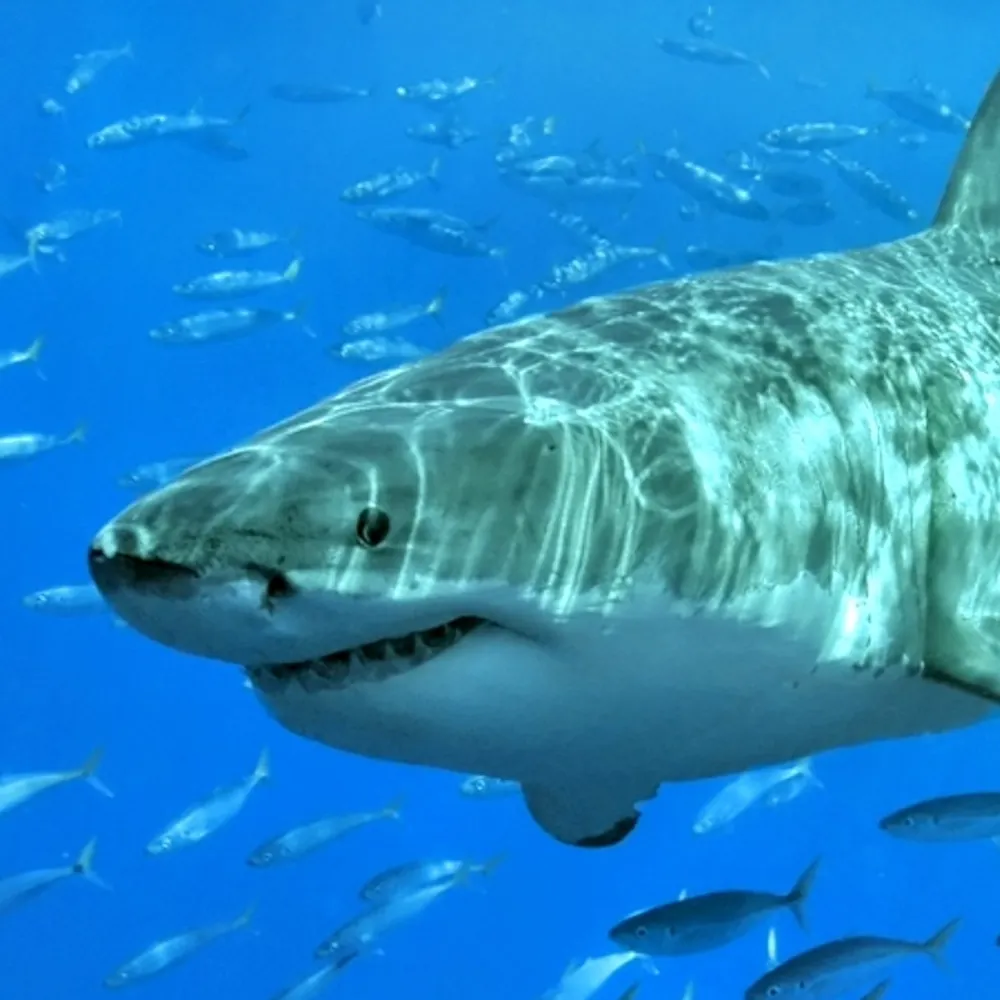 unlabeledelder.bsky.social's profile picture