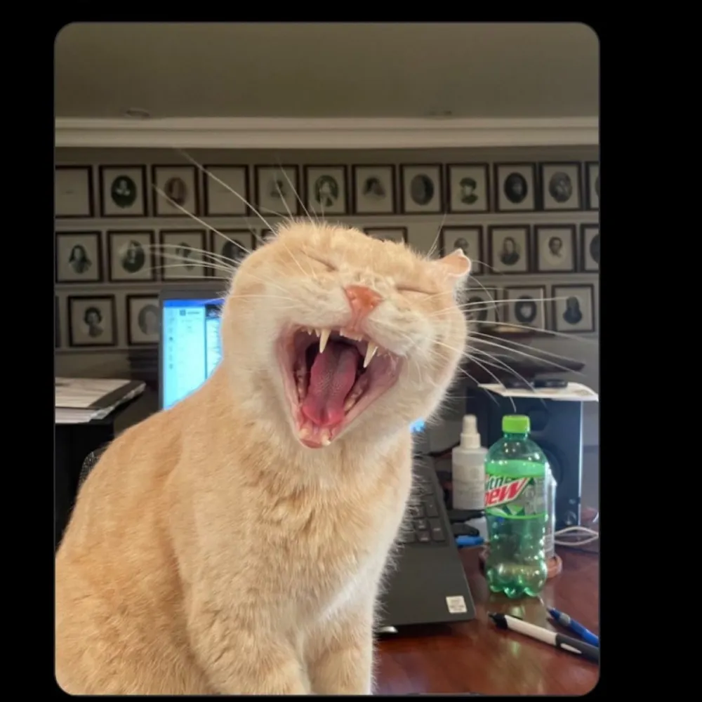 goat1336.bsky.social's profile picture