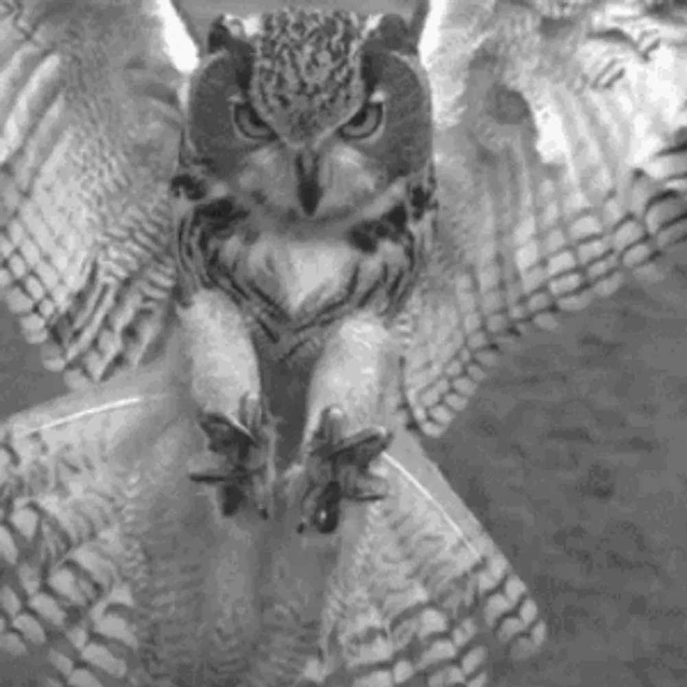 boundangle.bsky.social's profile picture