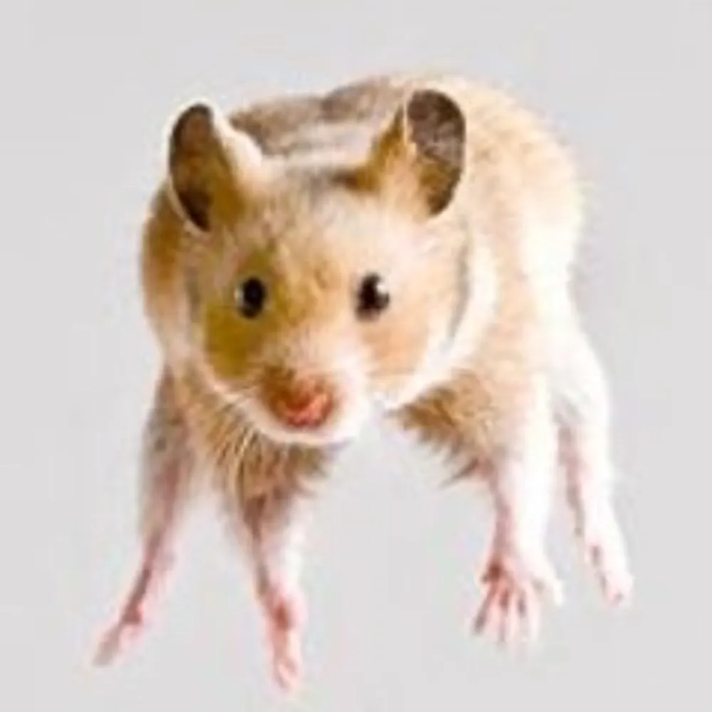 flyingrodent.bsky.social's profile picture