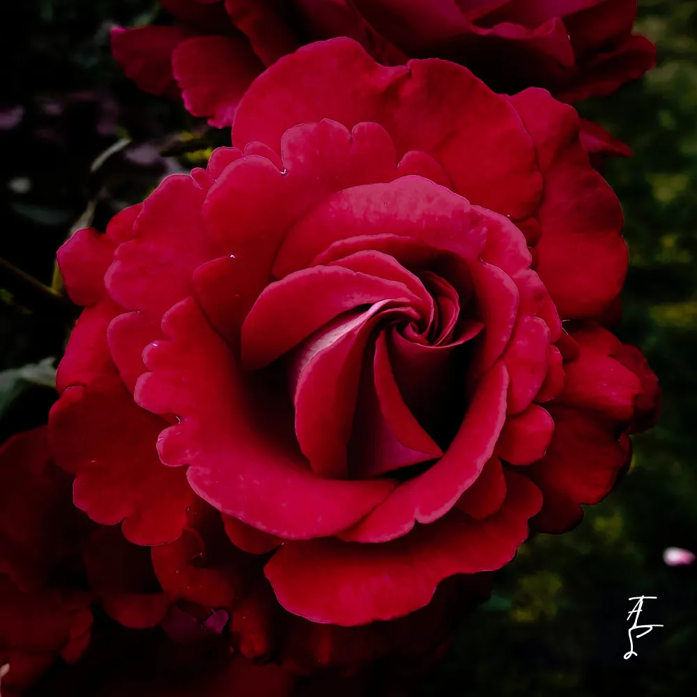 thelostspark.bsky.social's profile picture