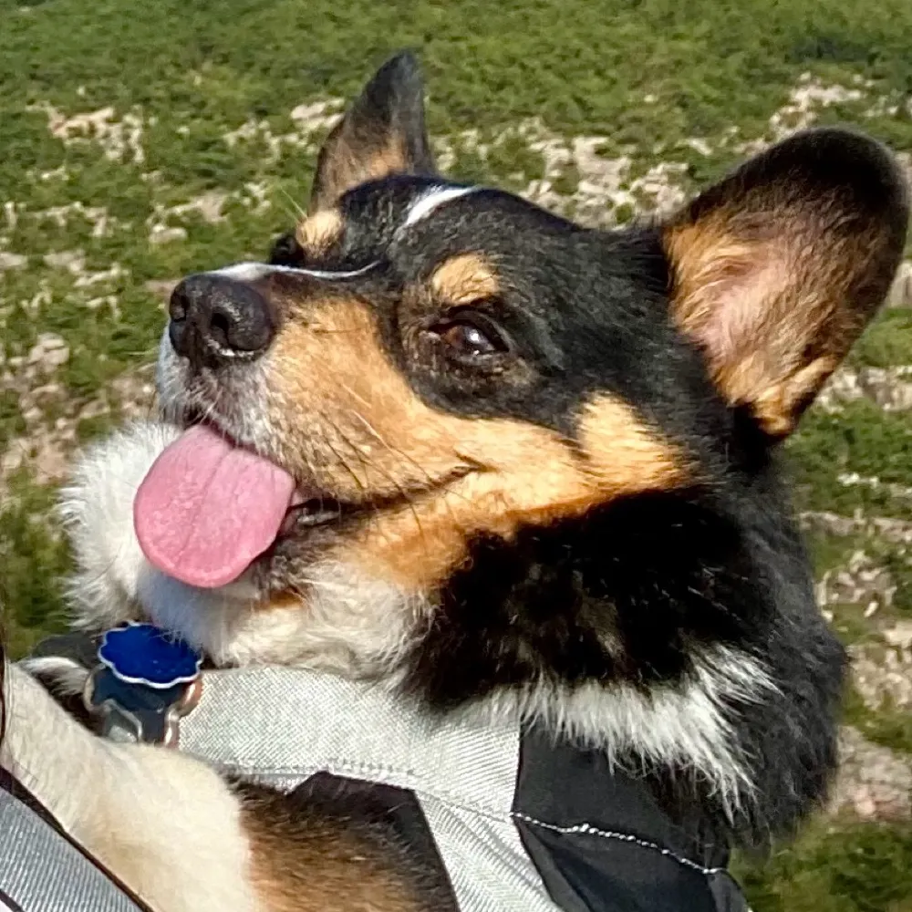 danhalen84.bsky.social's profile picture