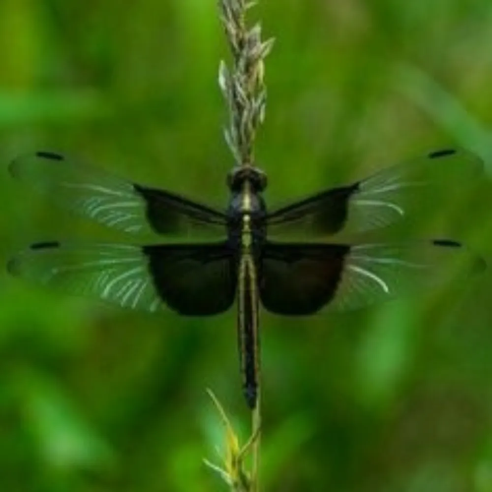 cchopes.bsky.social's profile picture