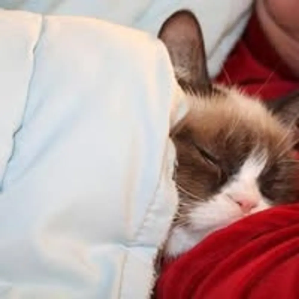 cheopys.bsky.social's profile picture