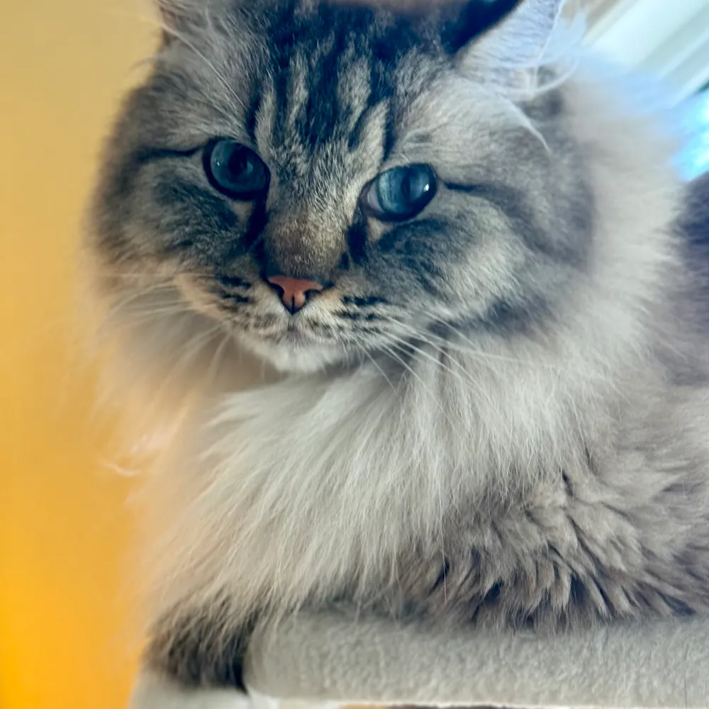 katyanouveau.bsky.social's profile picture