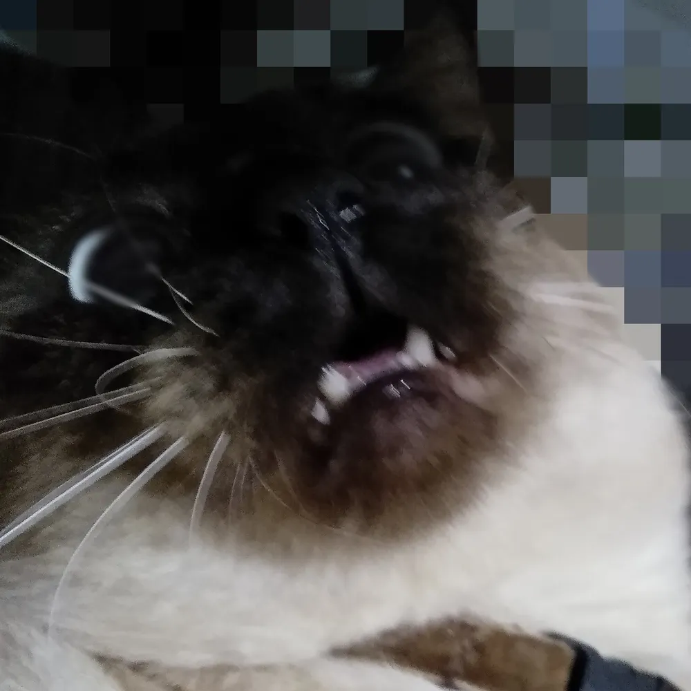 slonk.ing's profile picture