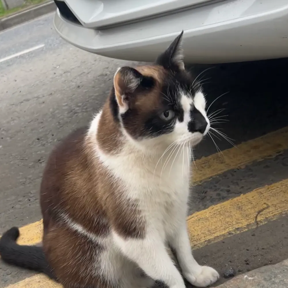 reactiveashley.cat's profile picture