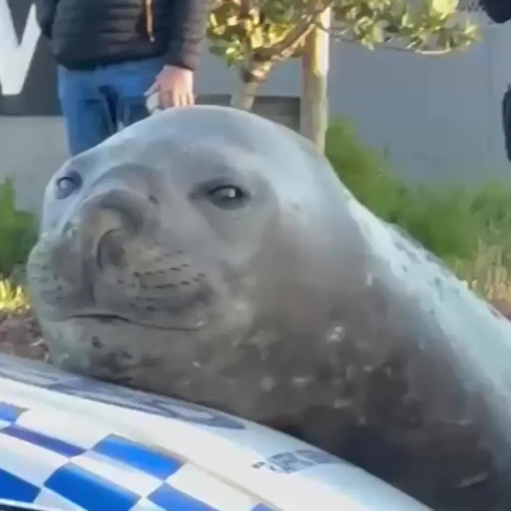 existentialish.bsky.social's profile picture