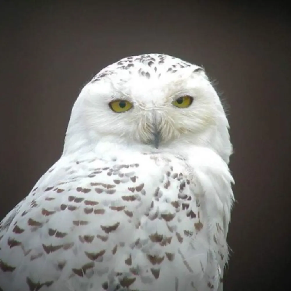 ebongreen.bsky.social's profile picture