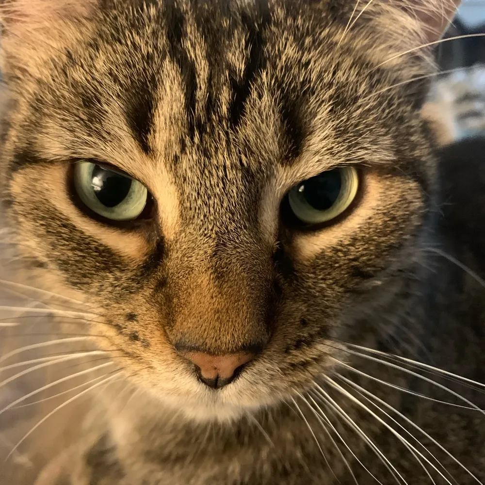 pensivetoker.bsky.social's profile picture