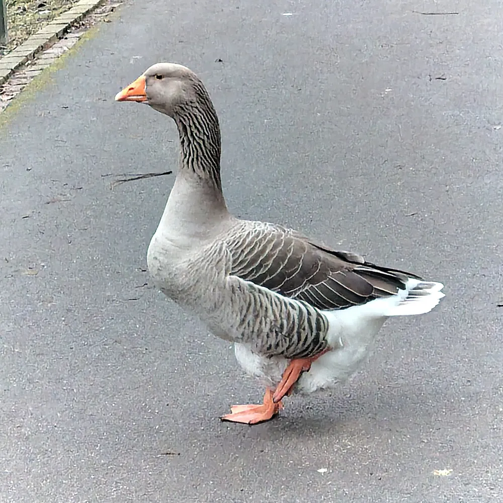 erik-half-a-bee.bsky.social's profile picture