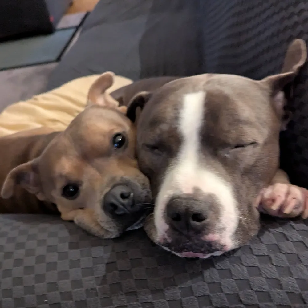 heyheyitsbrent.bsky.social's profile picture