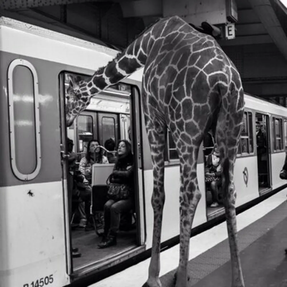 nicolas-reid.bsky.social's profile picture