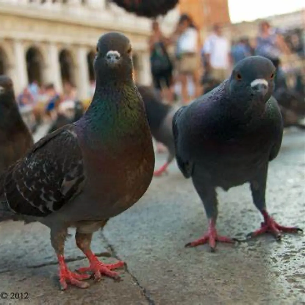 birbxx.bsky.social's profile picture