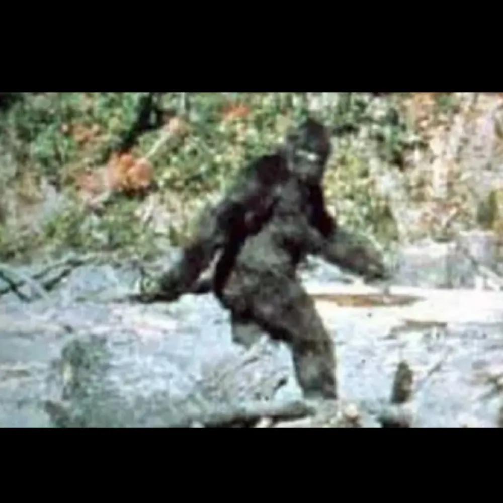 thehairycrisp.bsky.social's profile picture