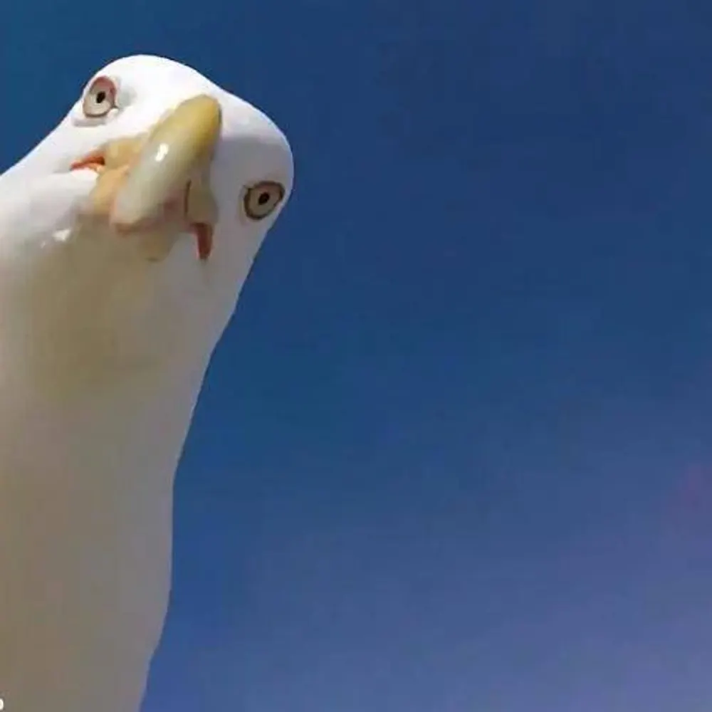 phrobion.bsky.social's profile picture