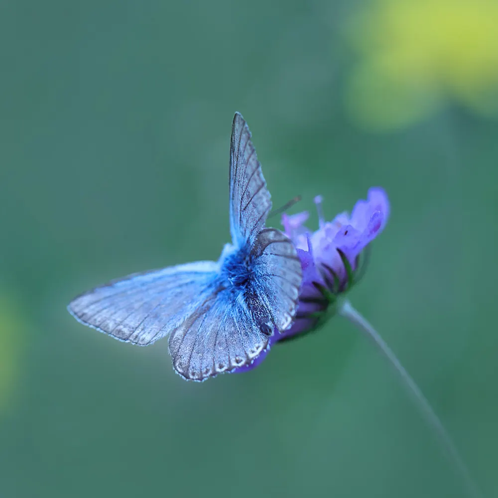 wanderscotwild.bsky.social's profile picture