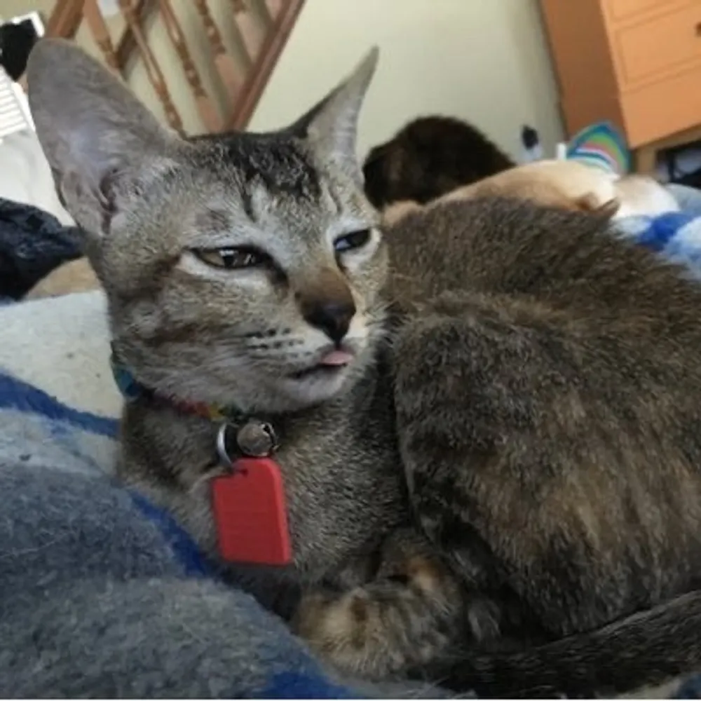 drnikiphd.bsky.social's profile picture