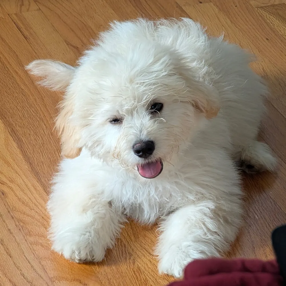 daedricsheep.bsky.social's profile picture