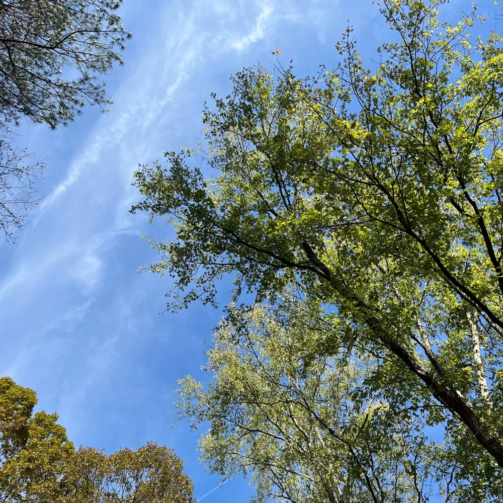 treesquestionx451.bsky.social's profile picture