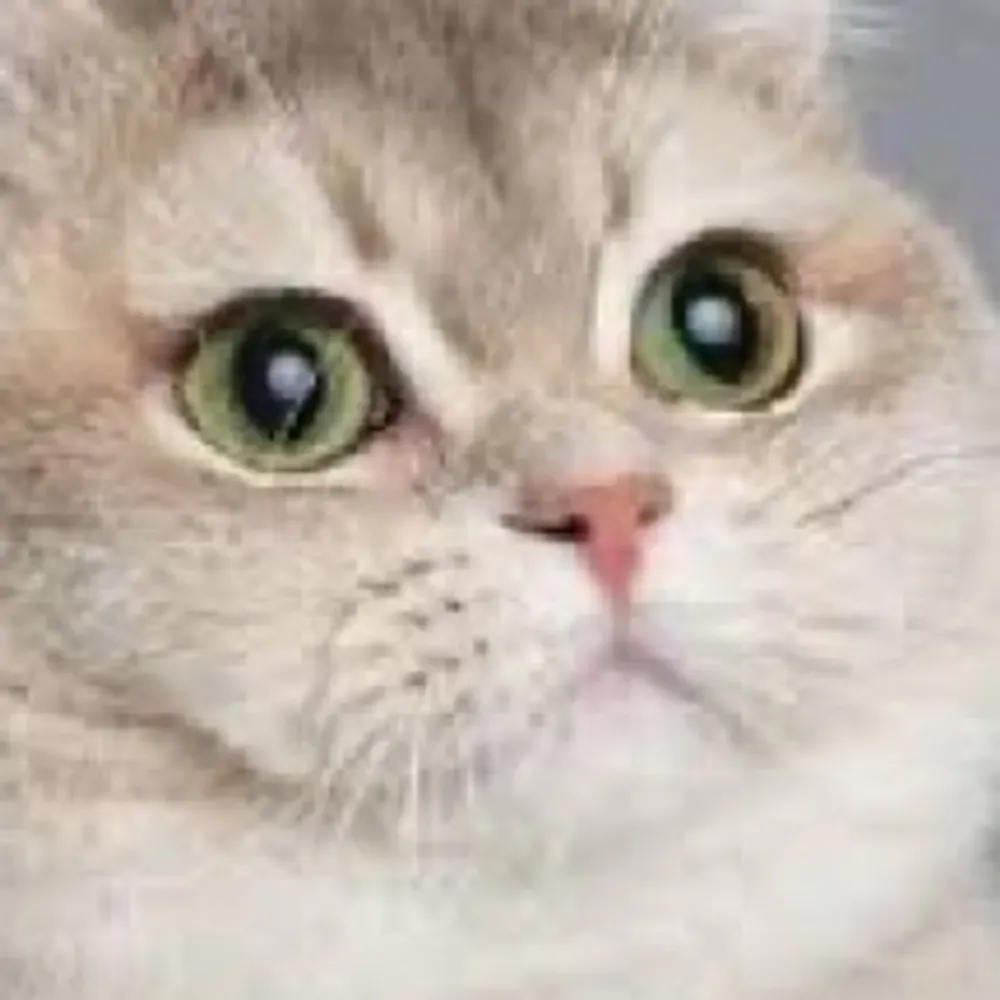 grumpylinguist.bsky.social's profile picture