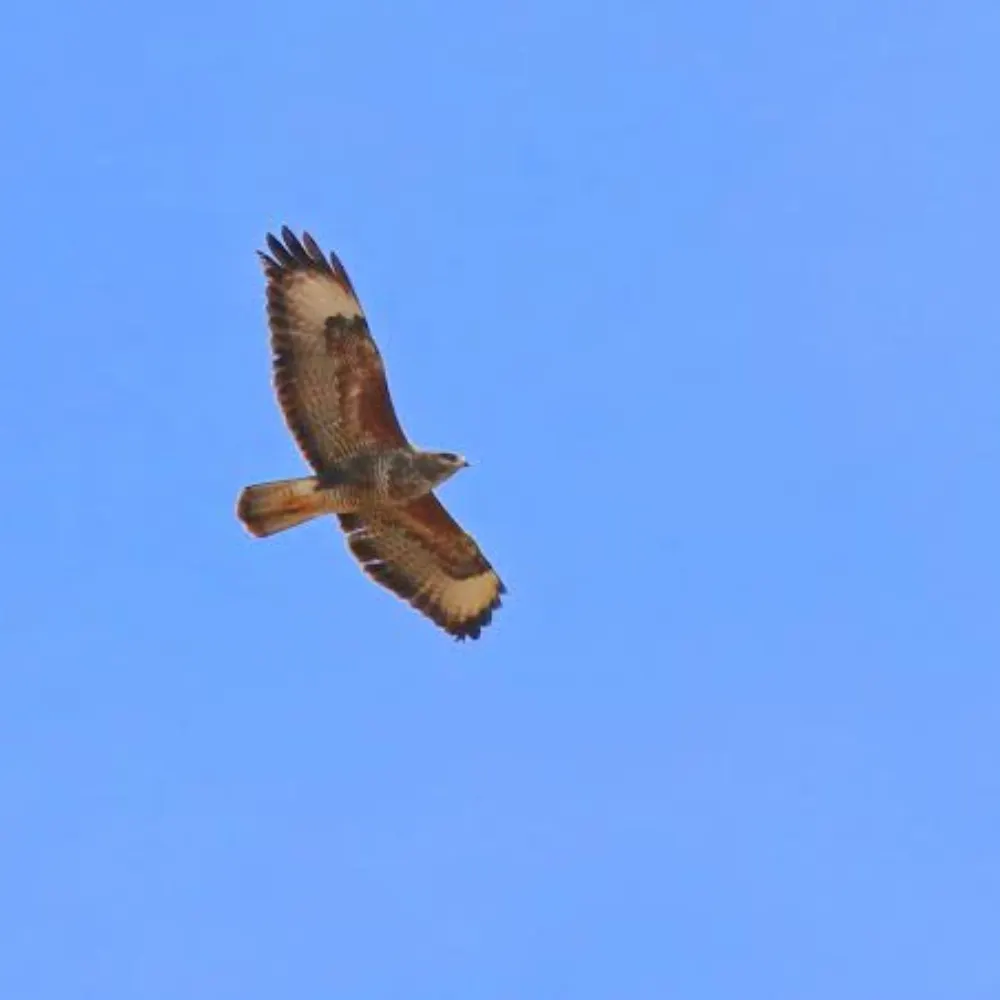 freeyer.bsky.social's profile picture