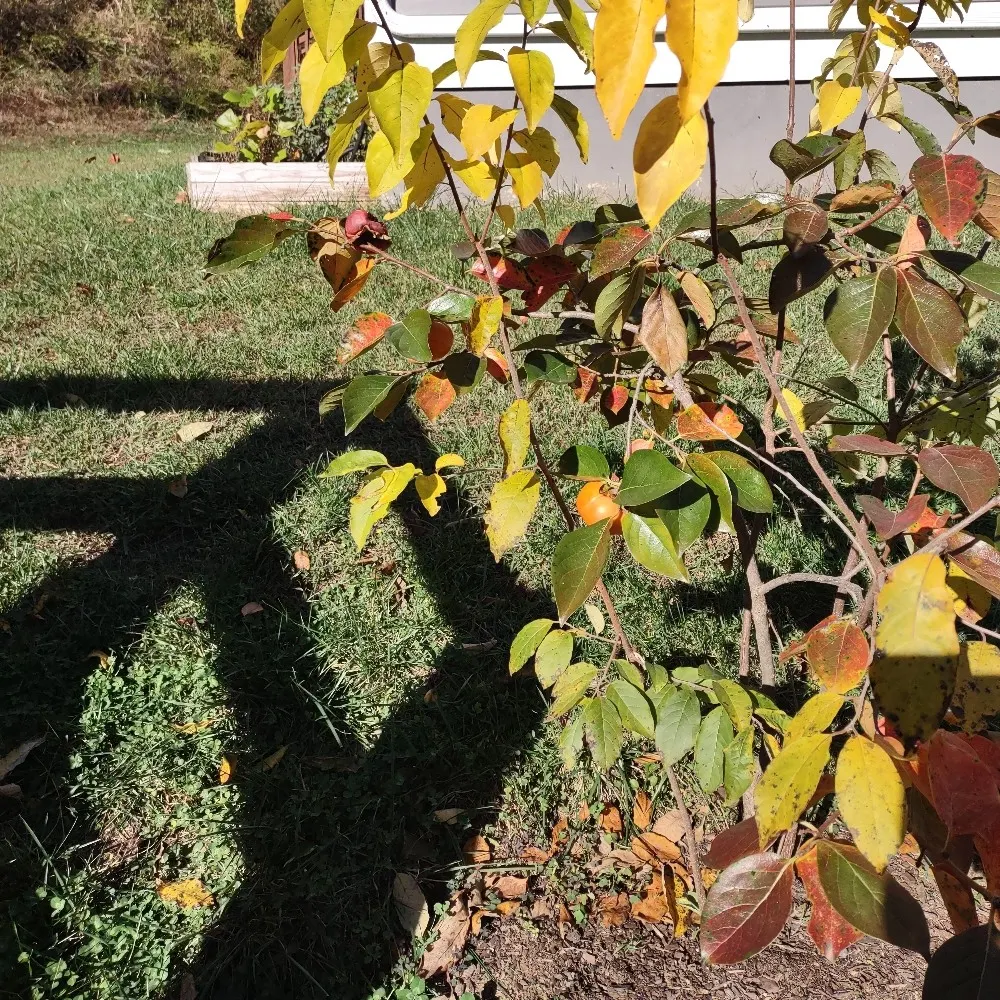 cpcville.bsky.social's profile picture