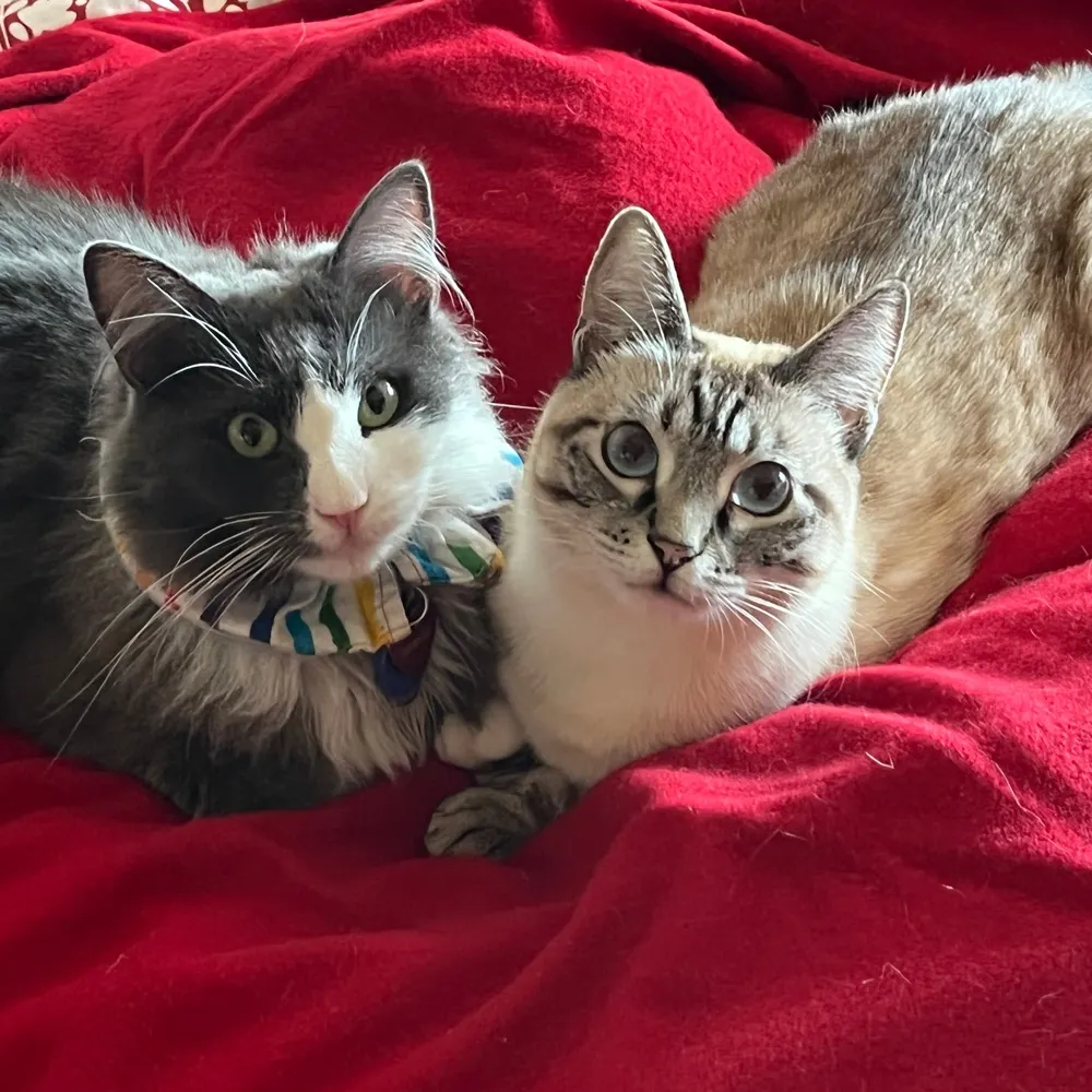 saverdemocrazy.bsky.social's profile picture