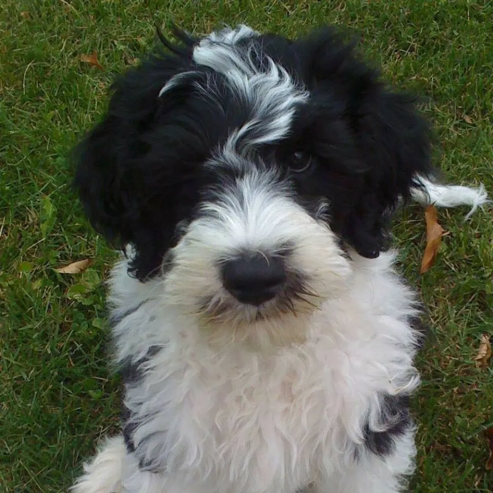 dascoochie.bsky.social's profile picture