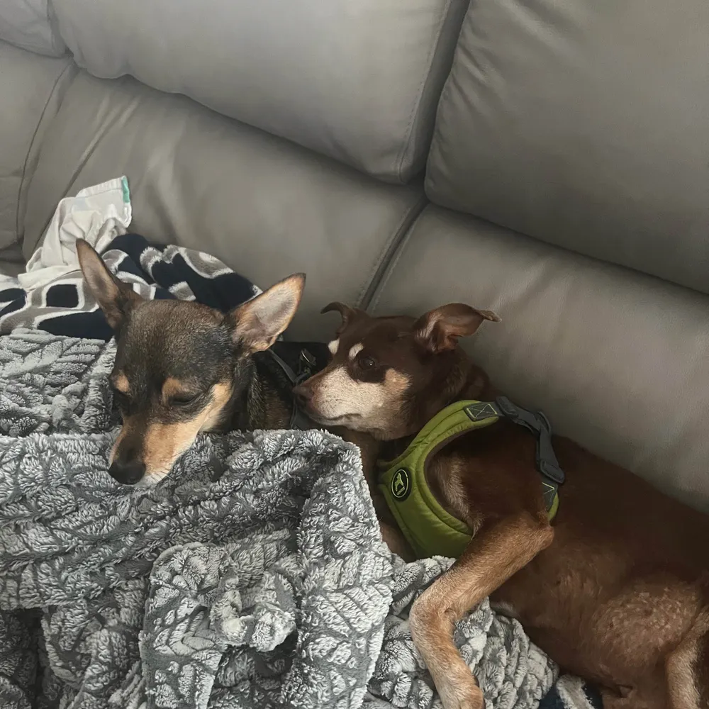 minpinmom.bsky.social's profile picture