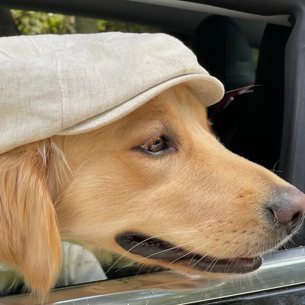 ben.sholdice.ie's profile picture