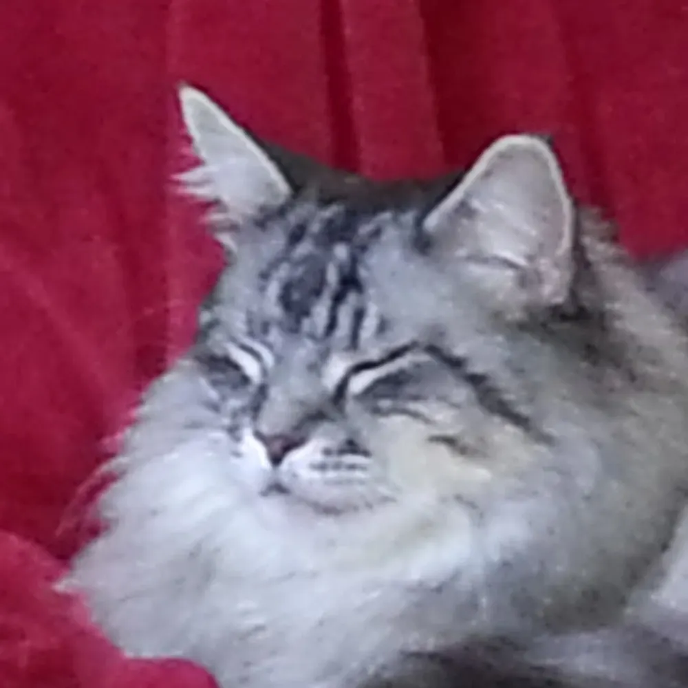 mithriltabby.bsky.social's profile picture