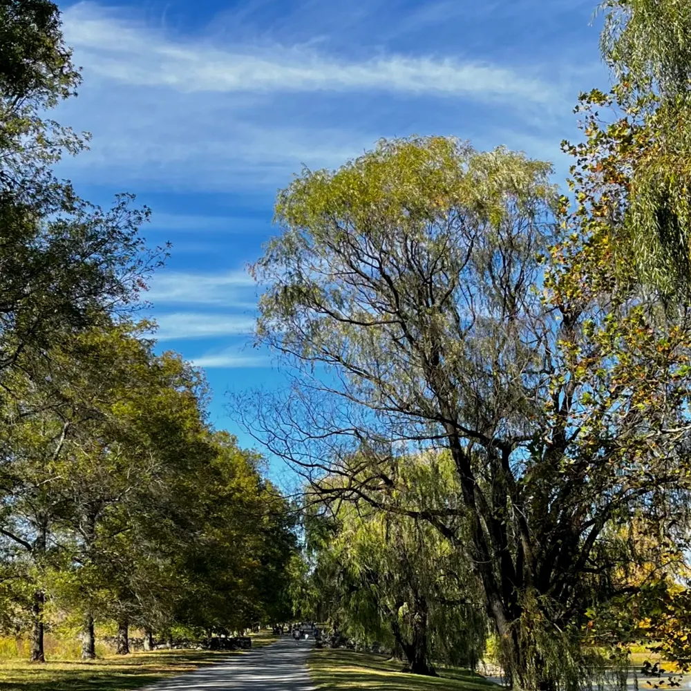 freelib.bsky.social's profile picture