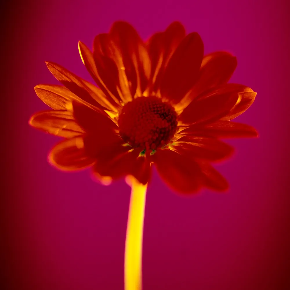 seeds4earth.bsky.social's profile picture