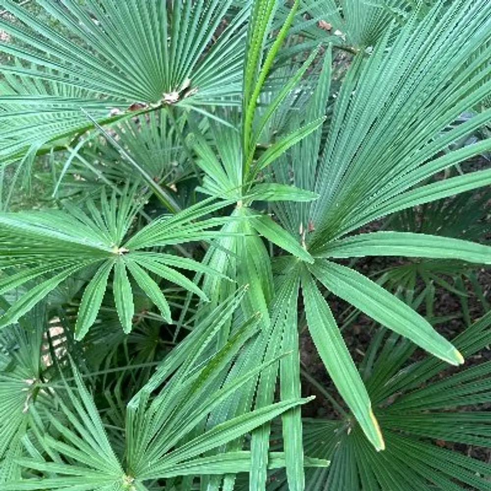 no2fascism.bsky.social's profile picture