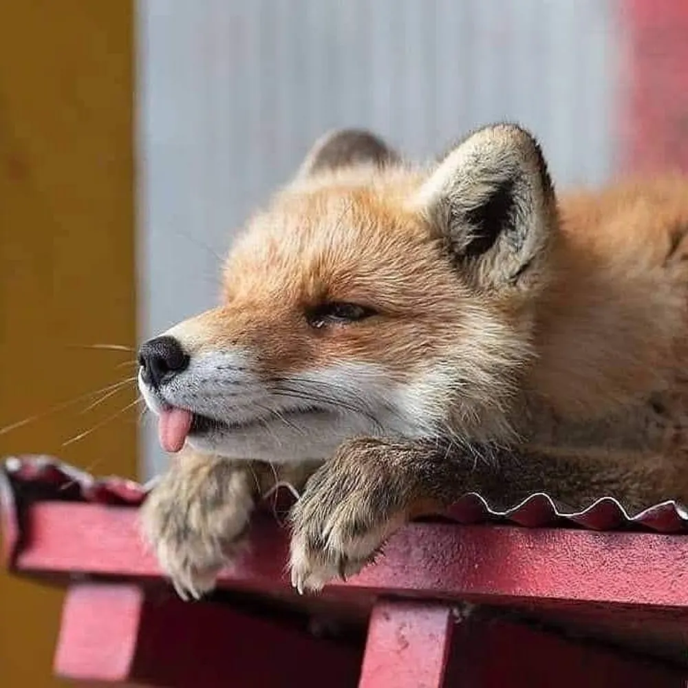 thingcreature.bsky.social's profile picture