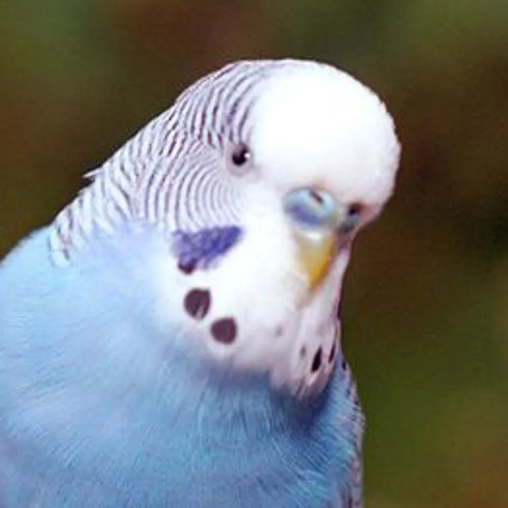 elainebg.bsky.social's profile picture