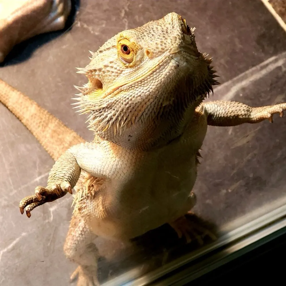 swamplizard.bsky.social's profile picture